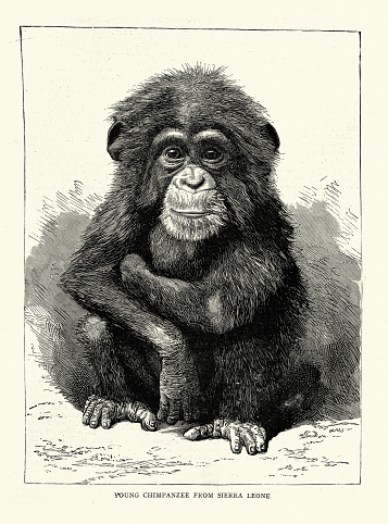 Victorian nespaper page, Young chimpanzee from Sierra Leone at London Zoo, 1888, 19th Century