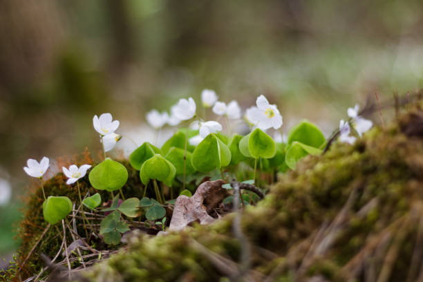 istock Anemone  flower at meadow 1401596577