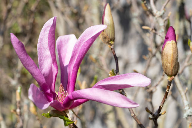 Tulip magnolia, Magnolia liliiflora Tulip magnolia (Magnolia liliiflora), close up image of the flower head jane magnolia stock pictures, royalty-free photos & images