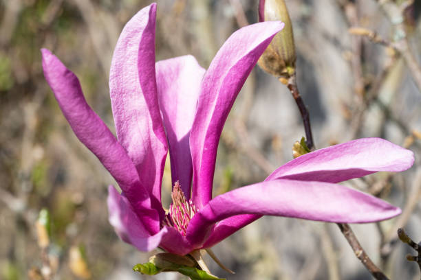 Tulip magnolia, Magnolia liliiflora Tulip magnolia (Magnolia liliiflora), close up image of the flower head jane magnolia stock pictures, royalty-free photos & images