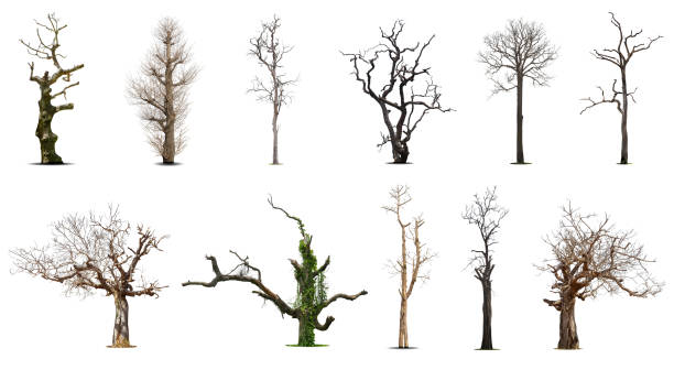 istock Collection of dead tree,dry tree, isolated on white background. 1401596755