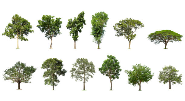 istock Isolated trees on white background , The collection of trees, Exotic tropical tree for design. 1401596776
