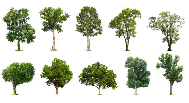 istock Isolated trees on white background , The collection of trees, Exotic tropical tree for design. 1401596882