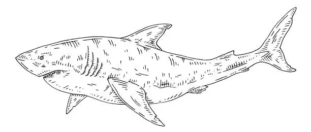 Vector illustration of Whole shark on white. Vintage engraving monochrome black illustration.