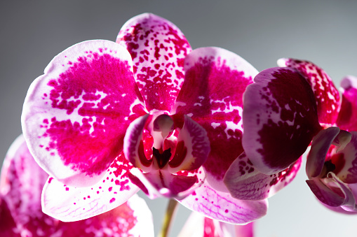 Beautiful red orchid flowers.