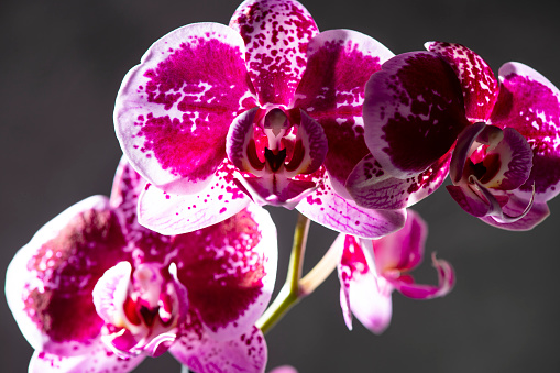 Multiple pink/red orchid flowers on stem with water droplets against black background.