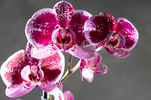 Beautiful red orchid flowers.