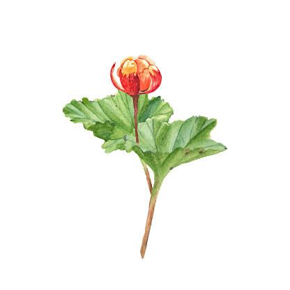 Cloudberry. Golden juiccy berry and leaves isolated on white background. Watercolor botanical hand drawn illustration. Ideal for stickers, cards, posters creation, farbic print, healthy food and cosmetic design.