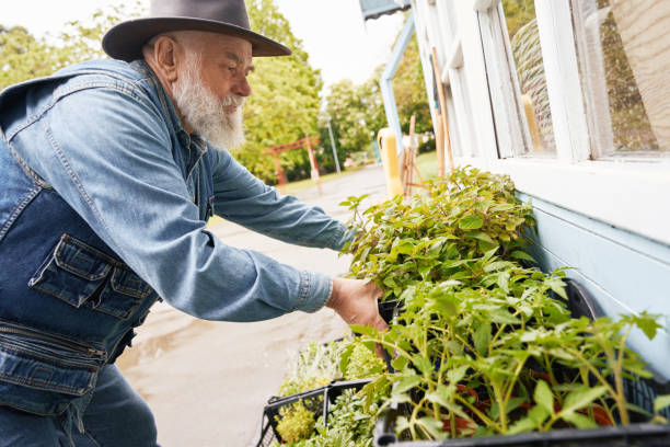 Aged man taking care of sprouts in boxes