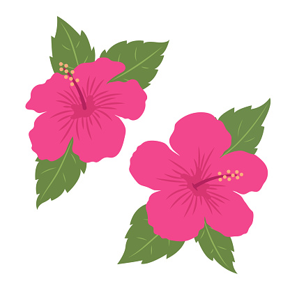 Hibiscus flowers with leaves. Two colorful tropical flowers. Isolated vector illustration in flat style.