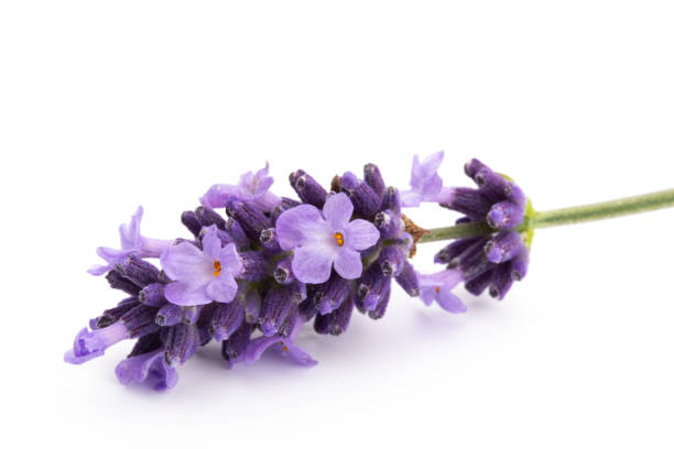 istock Lavender flowers on a white background. 1401599039