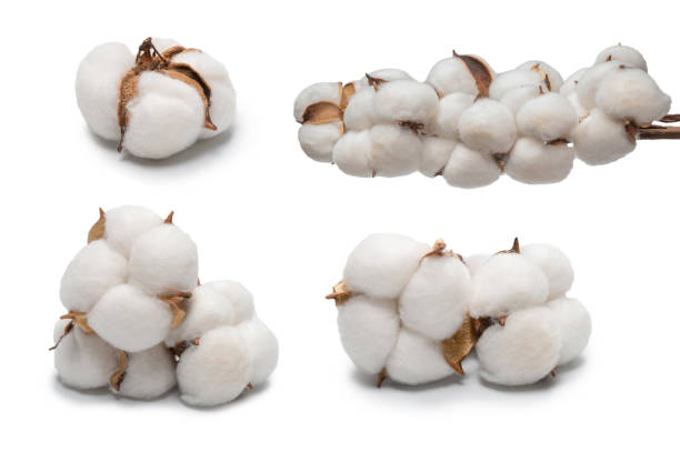 istock Cotton flower branch isolated on white background. 1401599489