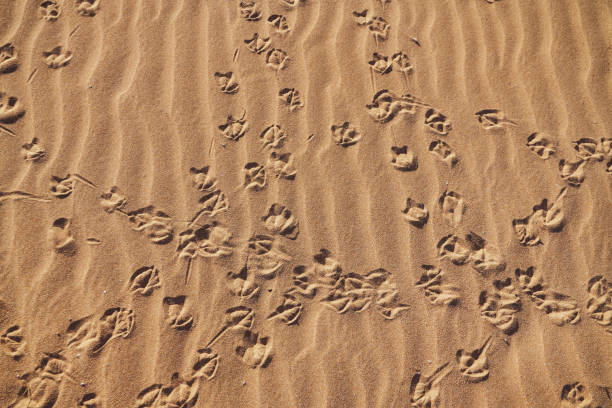 Seagull's Track in the Sand