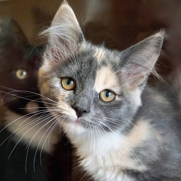 Close up of adorable young Tortoiseshell kitten looking at camera with curiosity.