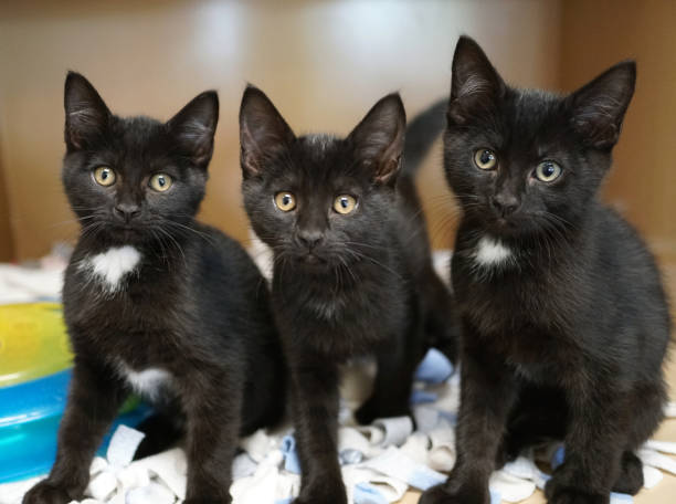 Trio of cute kitten siblings lined up in a row sitting on blanket, looking at camera. Black and white tuxedo color, bright eyes are curious. Ready for attention tuxedo cat stock pictures, royalty-free photos & images