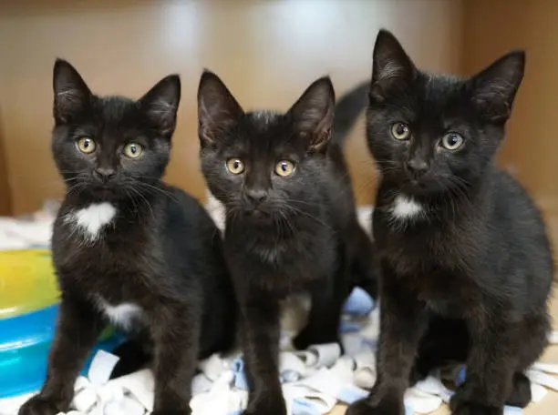 Photo of Trio of cute kitten siblings lined up in a row sitting on blanket, looking at camera.