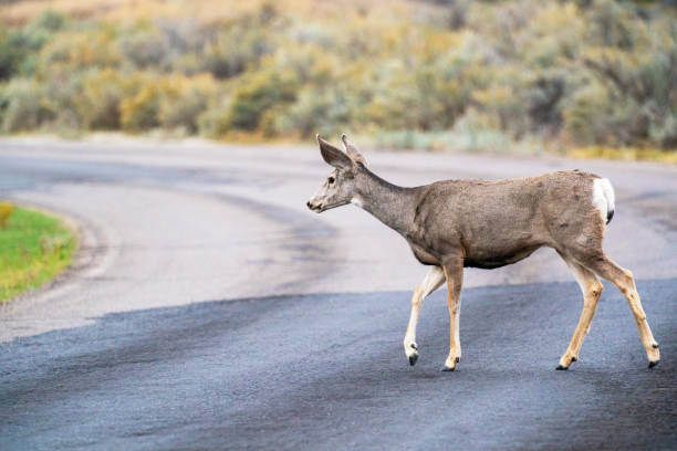 istock Deer, Theodore Roosevelt National Park 1401602987