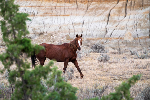 Black colored wild mustang with star on forehead walking along hill top in the early sunrise of the high desert of Wyoming.