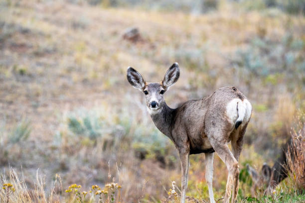 istock Deer, Theodore Roosevelt National Park 1401603056