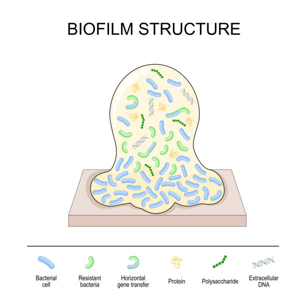 stockillustraties, clipart, cartoons en iconen met biofilm structure. bacterial cell colony - bacterial mat