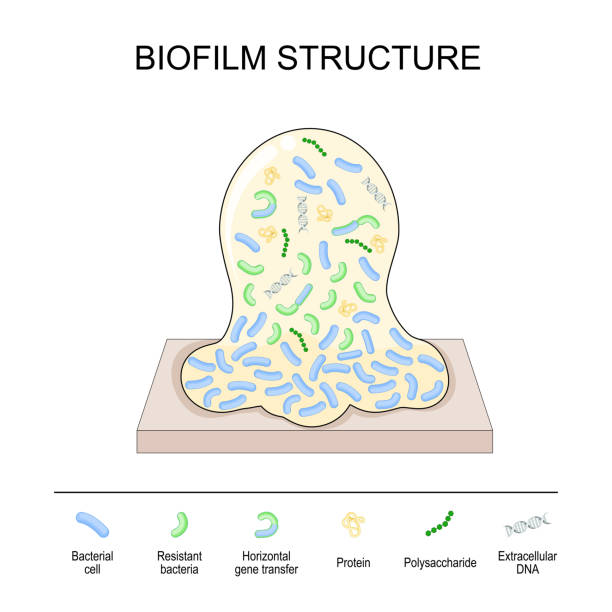 biofilm structure. Bacterial cell colony biofilm structure. Bacterial cell colony: protein, polysaccharide, extracellular DNA, Horizontal gene transfer between bacteria, resistant bacterium, and other Bacterial cell. Vector poster bacterial mat stock illustrations