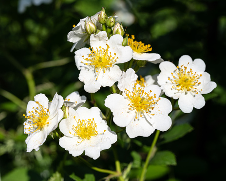 A cluster of white wild roses with bright yellow centers and a few buds