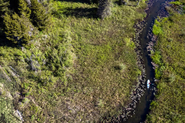 istock Aerial view of a female paddle boarding 1401604109