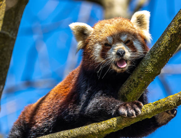 istock The red panda, Ailurus fulgens, also called the lesser panda. 1401604647