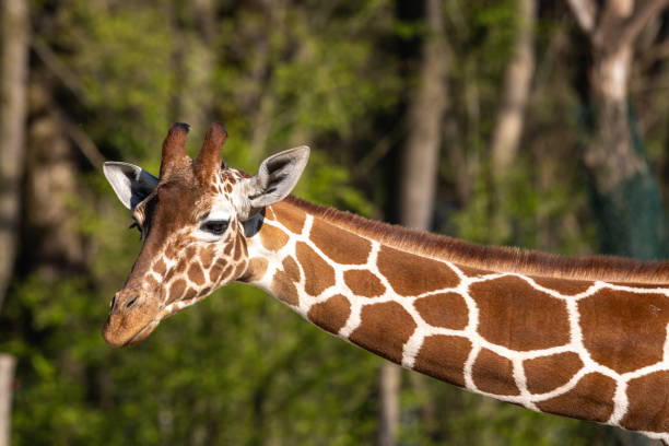 The giraffe, Giraffa camelopardalis is an African mammal stock photo
