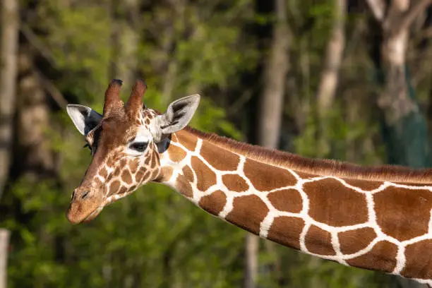 Photo of The giraffe, Giraffa camelopardalis is an African mammal