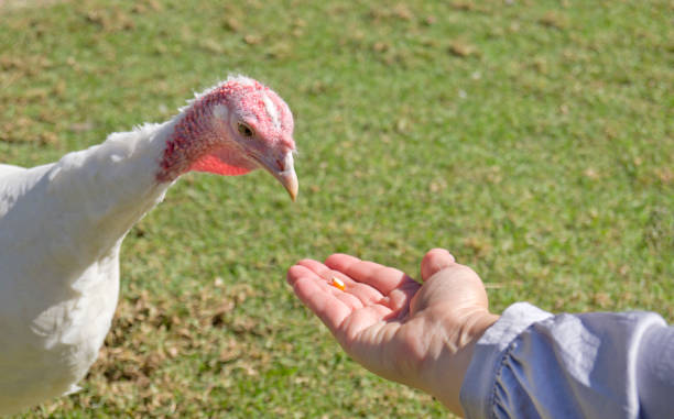 istock Hand offering corn to a curious and friendly turkey 1401605421
