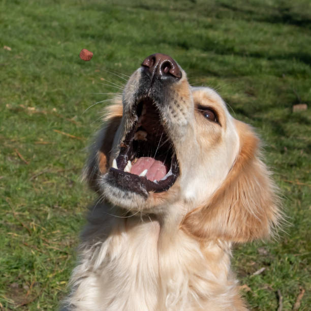 istock Yellow labrador cathing a treat while outdoors 1401605426