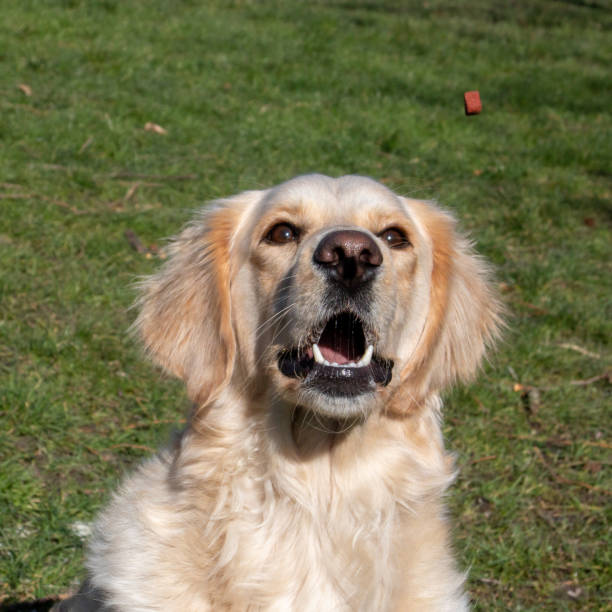istock Yellow labrador cathing a treat while outdoors 1401605433