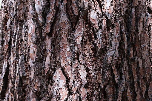 Close up of various trees bark in Kings Canyon and Sequoia National Park.  Cedar, pine and sequoia trees with various textures, colors and patterns.