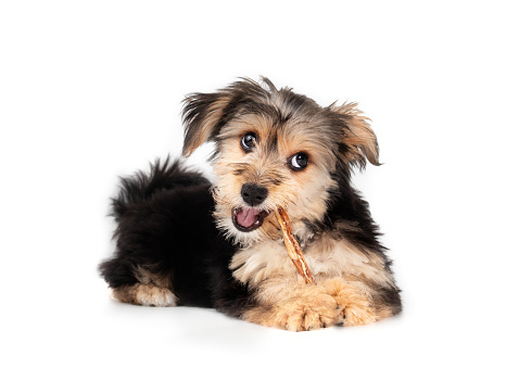 Cute puppy with dental stick in mouth and looking at camera.
