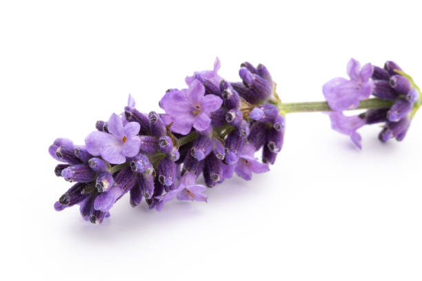 istock Lavender flowers on a white background. 1401606717