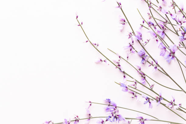 istock Flowers composition. Pink flowers on pink background. Easter, spring concept. Greeting card. 1401606823