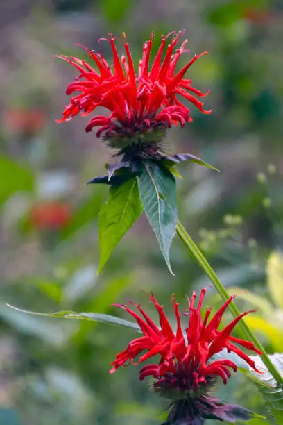 Vivid red Bee Balm wildflowers eager to be pollinated bloom abundantly in summer "n"n