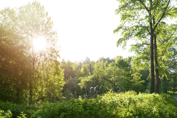 sunshine in the park