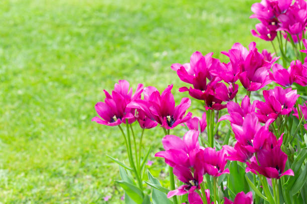 Long stem tulips  and copy space. stock photo