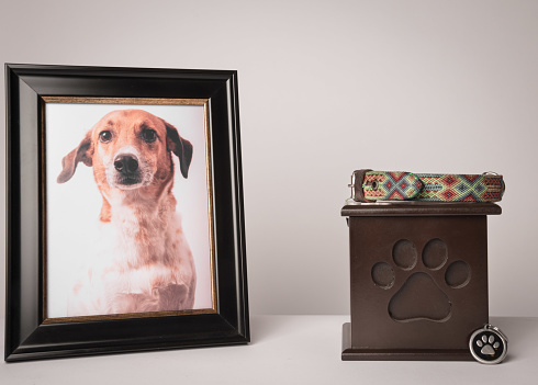 urna con una impresión de cachorro, en ella, una correa colorida, junto a ella una fotografía del cachorro. Fondo blanco photo