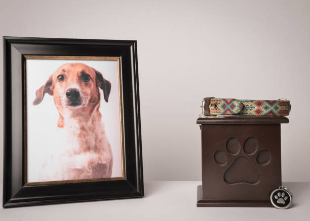 urna com uma estampa de cachorrinho, sobre ele, uma coleira colorida, ao lado dele uma fotografia do cachorrinho. fundo branco - death - fotografias e filmes do acervo