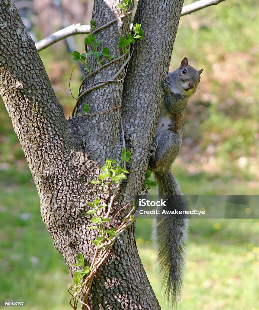 Curious Squirrel A curious squirrel stops to stare on the trunk of a dogwood tree Alertness Stock Photo