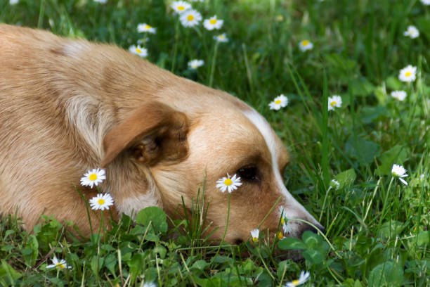 istock Mixed breed dog puppy in a grass 1401610657