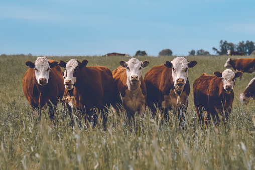 Pure Chianina breed cattle durning the early hours of the day, sunlit from behind. High resolution image with plenty of copy space.