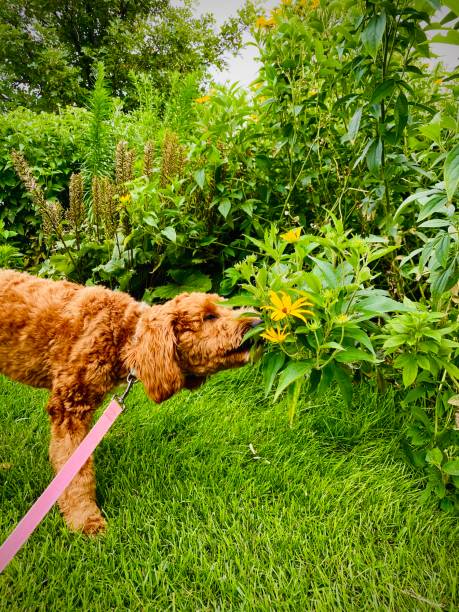 Goldendoodle smelling flower