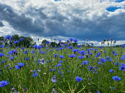 Cornflowers in a rapeseed field against a dramatic sky.