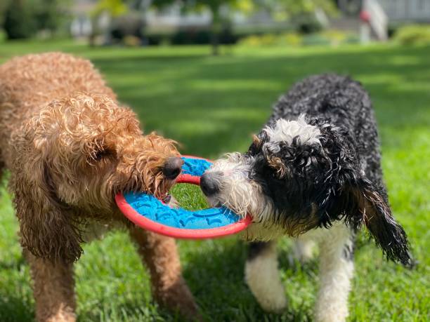istock Tug of War 1401612551
