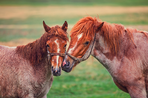 Horses in love on a pasture with green grass