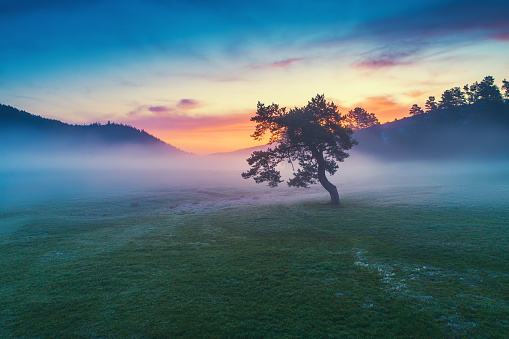 Misty morning with lonely tree in the field, sunrise aerial shot